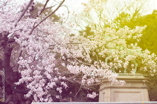 cherry tree blossom in spring