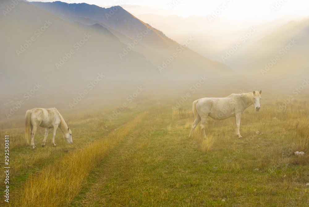 white horses graze on a mountain pasture in a dense early morning mist