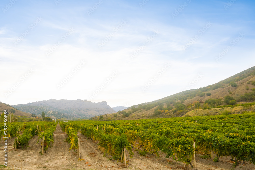 vine yard in a mountain valley, countryside agricultural scene