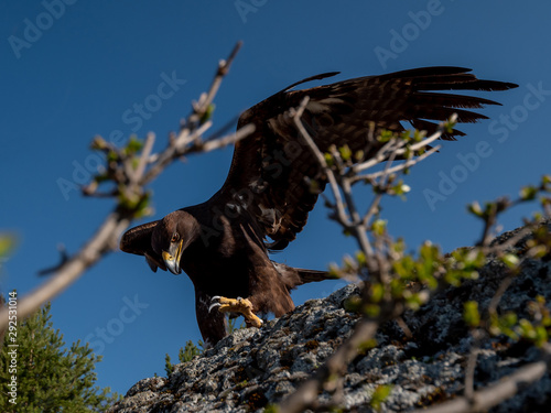 Golden eagle (Aquila chrysaetos) in flyight. Golden eagle portrait. Golden eagle sitting flying. Golden eagle landing on rock. photo