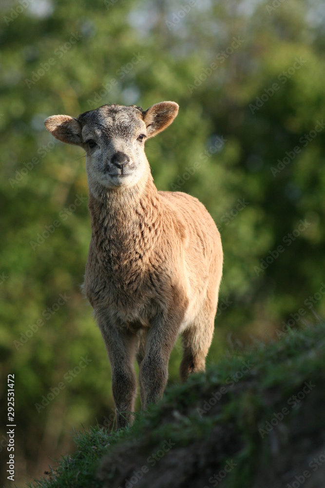 Kleines Schaf auf Hügel