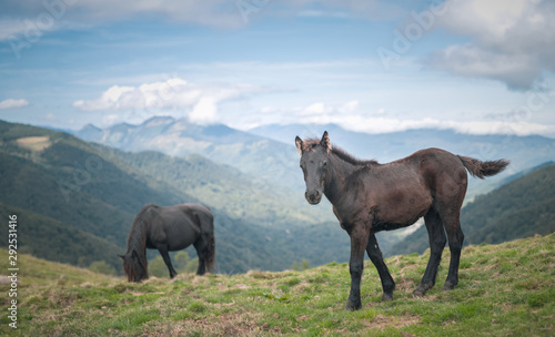 Foal Merens horse in the Ariege Pyrenees mountains © Marc Andreu