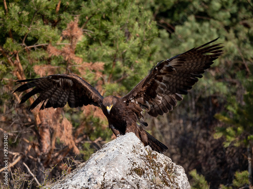 Golden eagle (Aquila chrysaetos) in flyight. Golden eagle portrait. Golden eagle sitting flying. Golden eagle landing on rock.