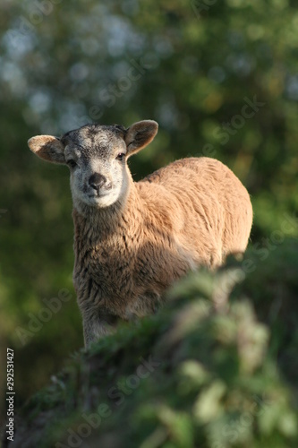 Schaf steht auf Hügel