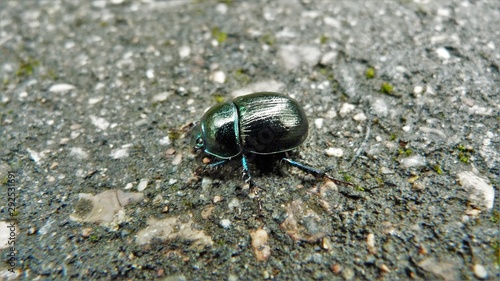 beetle on leaf