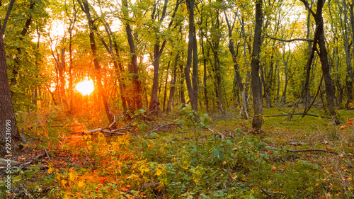 autumn scene, forest glade at the sunset © Yuriy Kulik