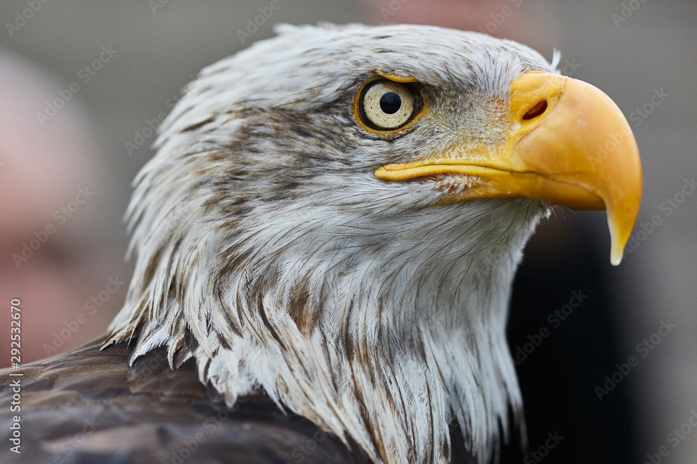 American Eagle portrait with unfocused background American Eagle portrait with unfocused background