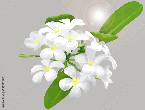 Plumeria