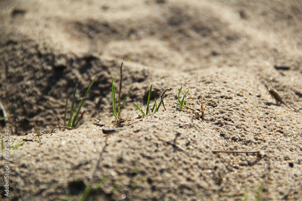 Young shoots of grass among the sand, close-up. Young shoots of grass among the sand, close-up.