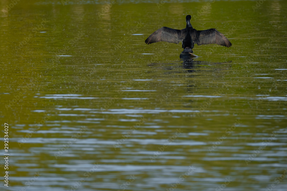 Fototapeta premium Ein Kormoran trocknet seit Gefieder