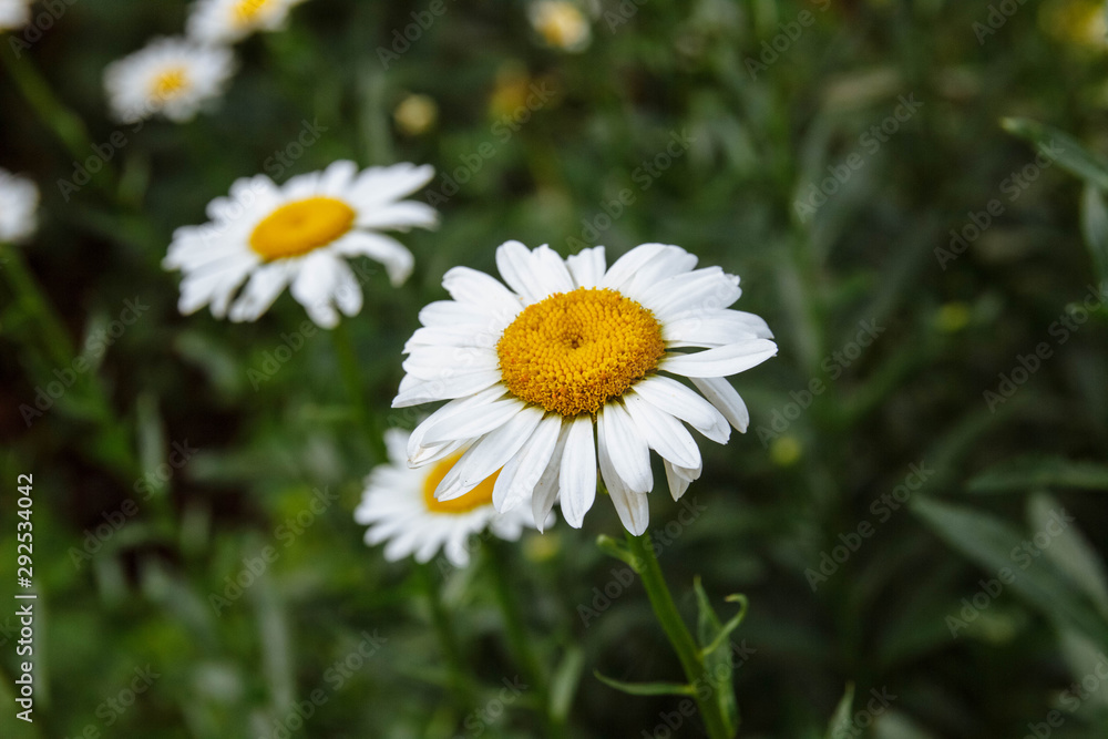 large shrub of white daisies with yellow middle with green leaves on stems close up in field and flower bed large shrub of white daisies with yellow middle with green leaves on stems close up in field and flower bed