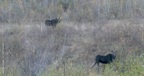 Pair of Moose standing on a side hill