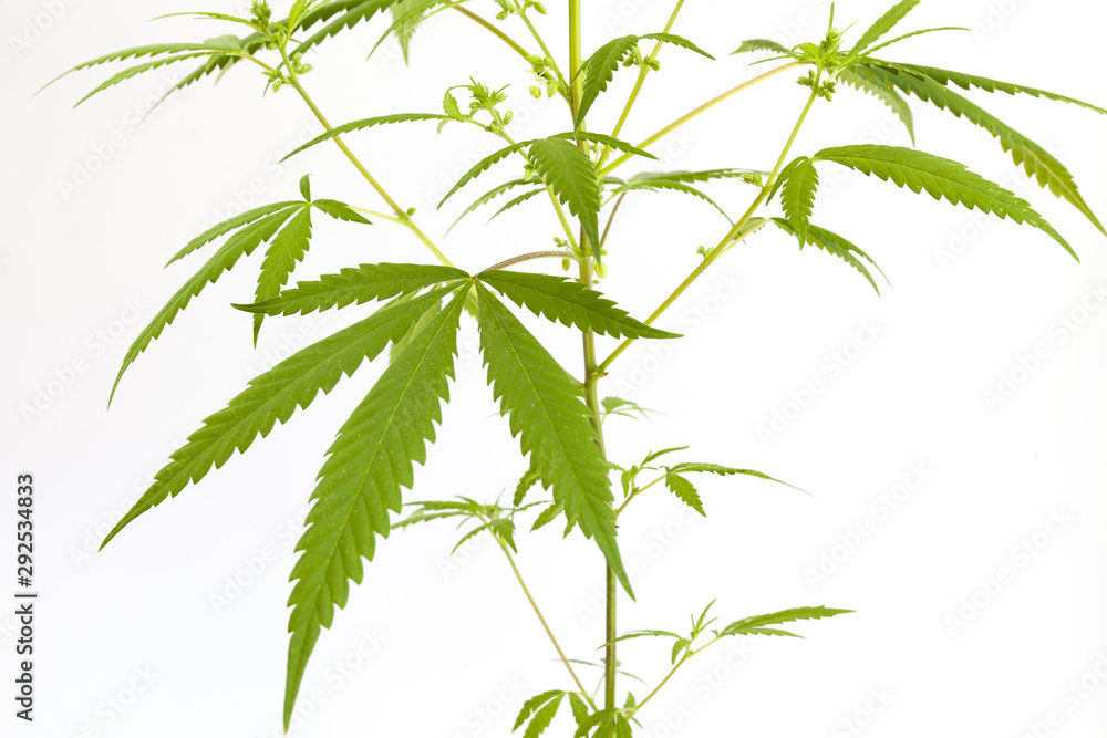 weed on white background weed on white background