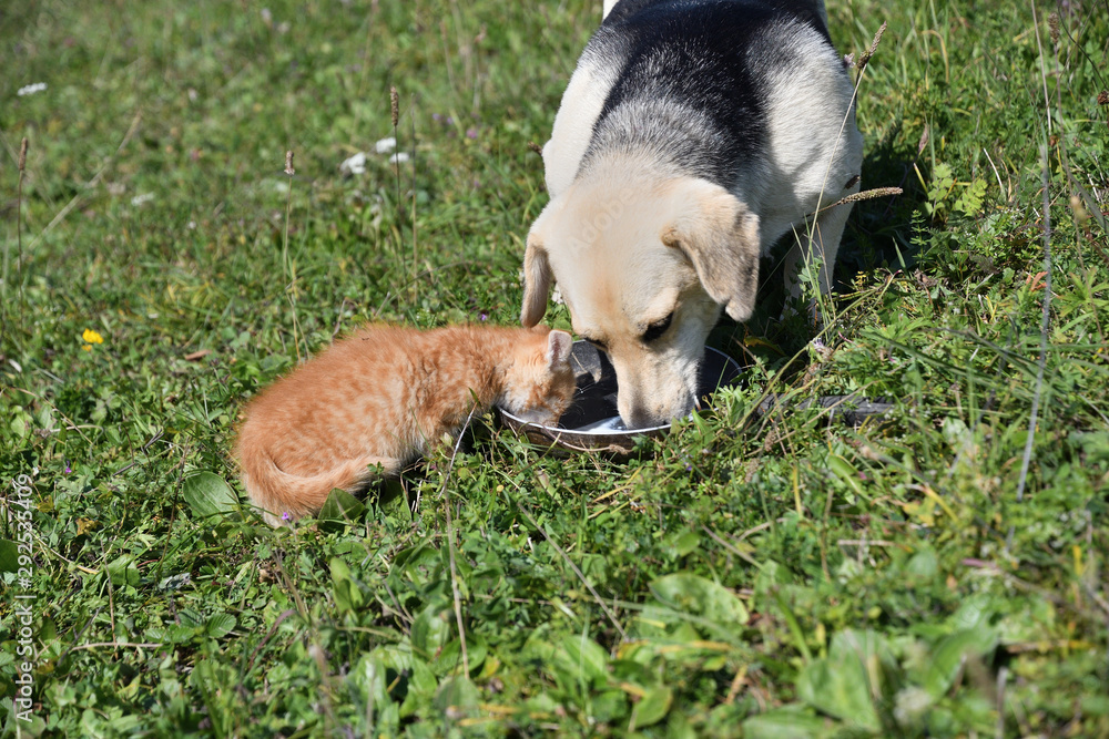 Big dog and small cat eat milk together