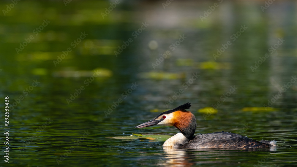 Fototapeta premium Haubentaucher
