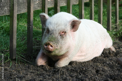 Schwein glücklich