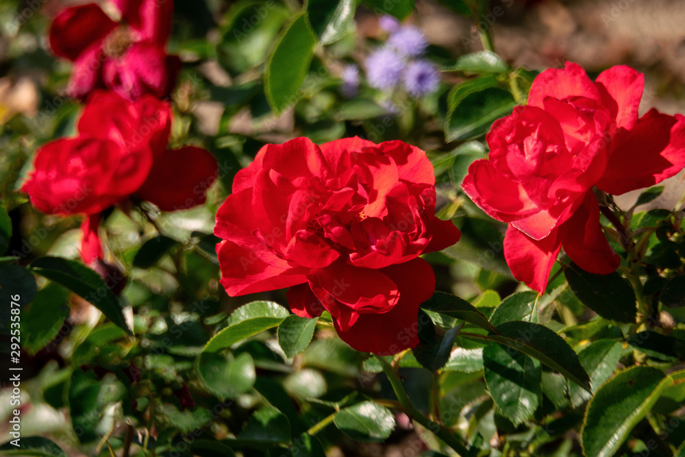 Beautiful sunny close up of several red Kronjuwel rose heads in bright sunshine