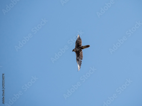 Saker falcon (Falco cherrug) in flight. Blue sky background. 