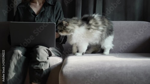Lazy domestic animal chilling on a girl's hands. Girl is working on a black laptop on sofa and big cat is laying down nearby. Homework, freelance. Work from home. Stay home. Coronavirus quarantine