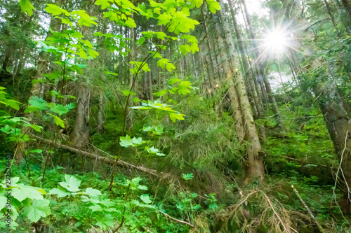 Sun star between the forest trees