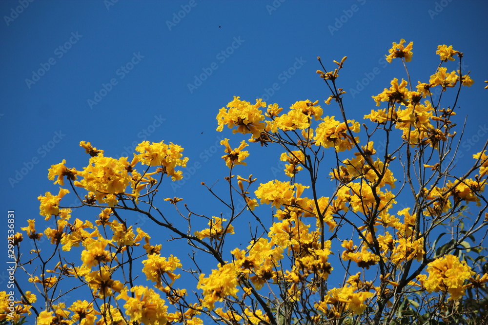 Sky blue and yellow flowers spring Sky blue and yellow flowers spring