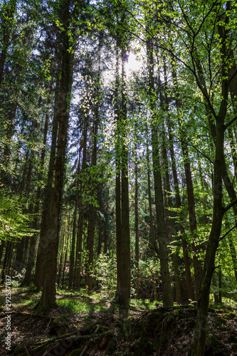 Trees and sunlight in the forest