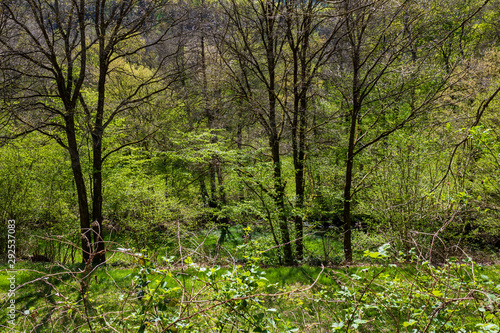 Sunny day in green forest, Weilbach, Germany © Lilli Bähr