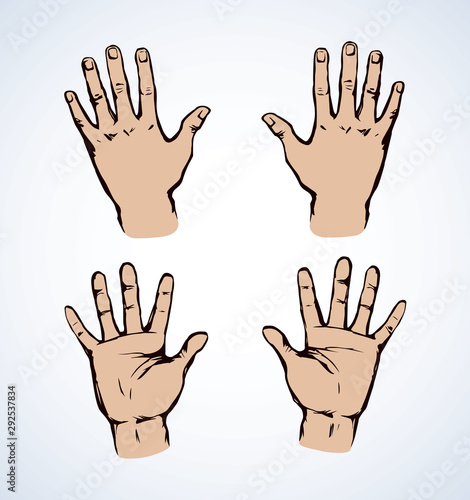 Palm. Vector drawing