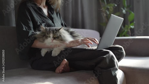 Lazy domestic animal chilling on a girl's hands. Girl is working on a black laptop on sofa and big cat is laying down nearby. Homework, freelance. Work from home. Stay home. Coronavirus quarantine