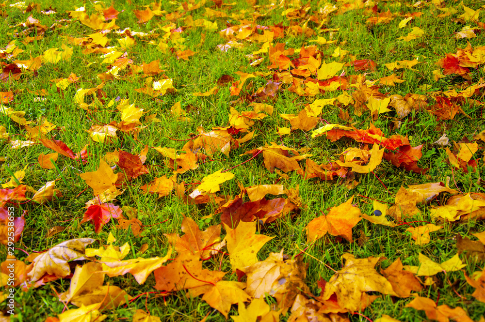 Fallen yellow and red maple leaves. Fallen yellow and red maple leaves.