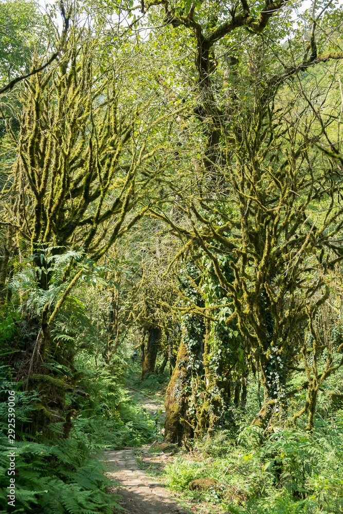 Naklejka premium tree with moss on roots in a green forest or moss on tree trunk