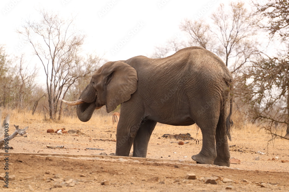 Fototapeta premium elefante 