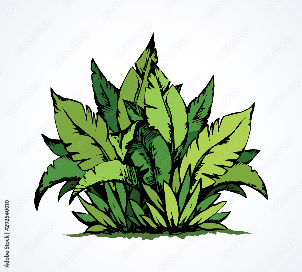 Tropical bush. Vector drawing Tropical bush. Vector drawing