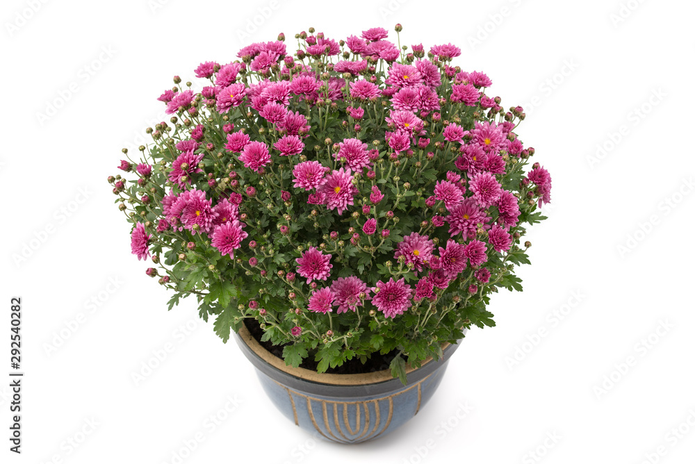 Bauernchrysantheme Bauernchrysantheme