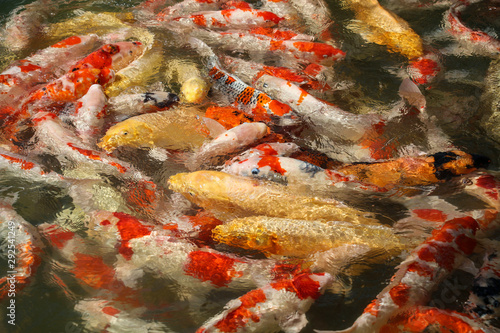 Carps (Koi fish, Cyprinus carpio) in pond crowding together competing for food