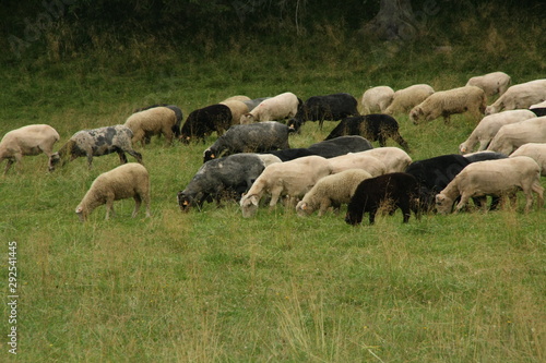 A flock of sheep grazing in the meadow
