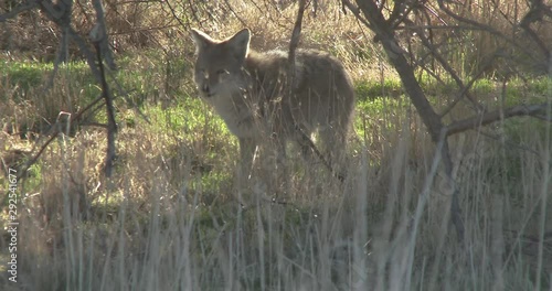 Coyote foraging for food