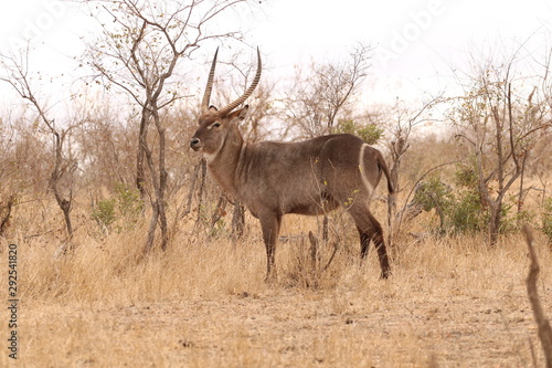 antilope africano