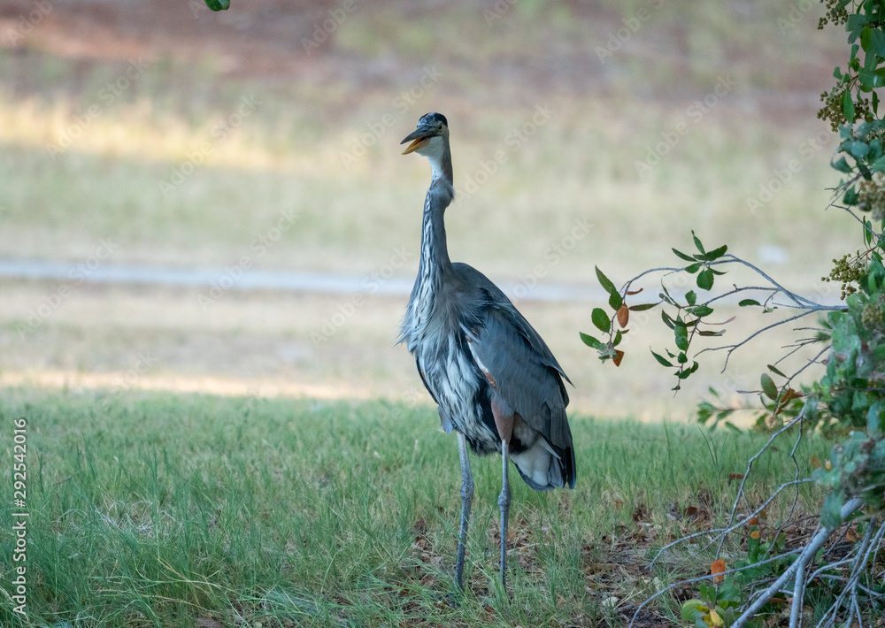 Fototapeta premium Great Blue Heron