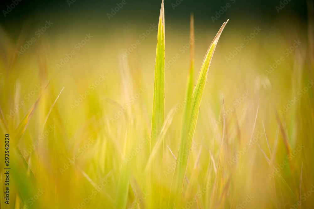 Rice Plant In The Morning Rice Plant In The Morning