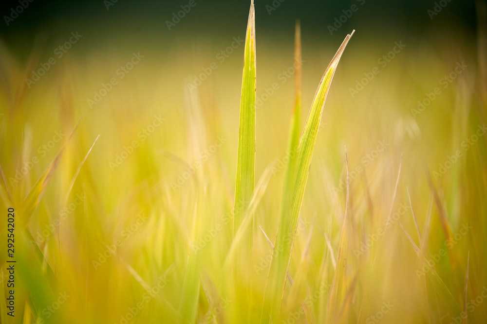 Rice Plant In The Morning