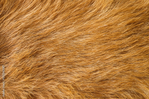 Pattern golden Retriever dog hair close-up.