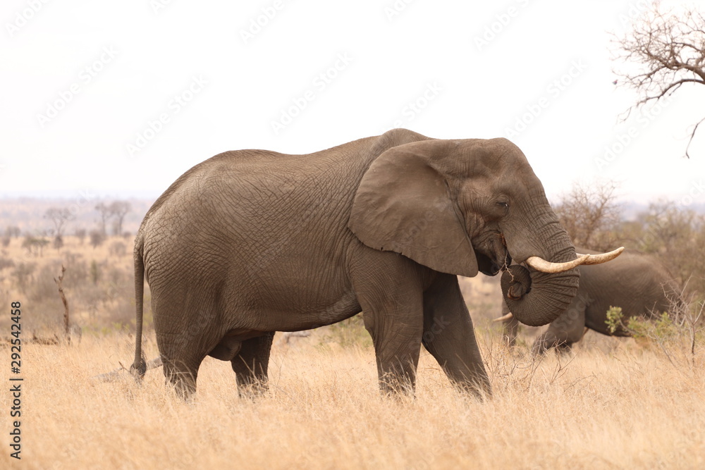 Fototapeta premium elephant
