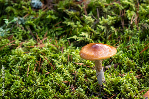 Single brown mushroom on a mossy forest floor