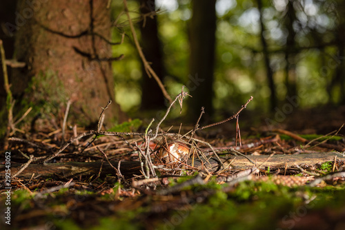 Steinpilz (Herrenpilz) im Herbst