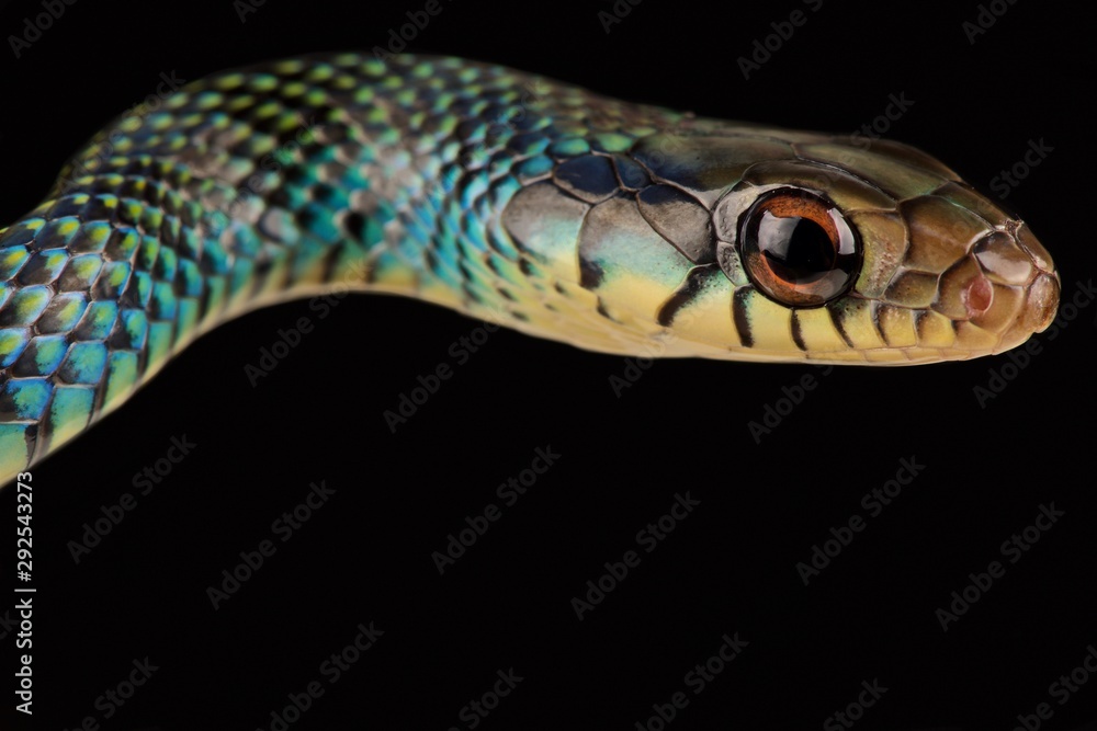 Speckled racer (Drymobius margaritiferus margaritiferus) Speckled racer (Drymobius margaritiferus margaritiferus)