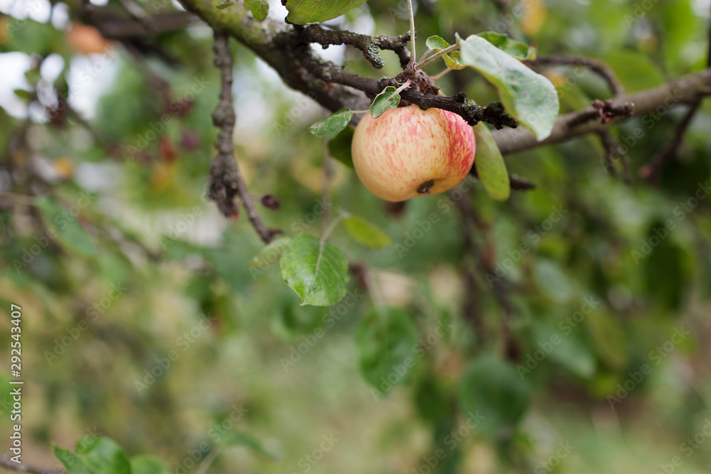 Fresh juicy apple on apple tree branch. Organic apple in natural environment. Crop of apple in summer garden Fresh juicy apple on apple tree branch. Organic apple in natural environment. Crop of apple in summer garden