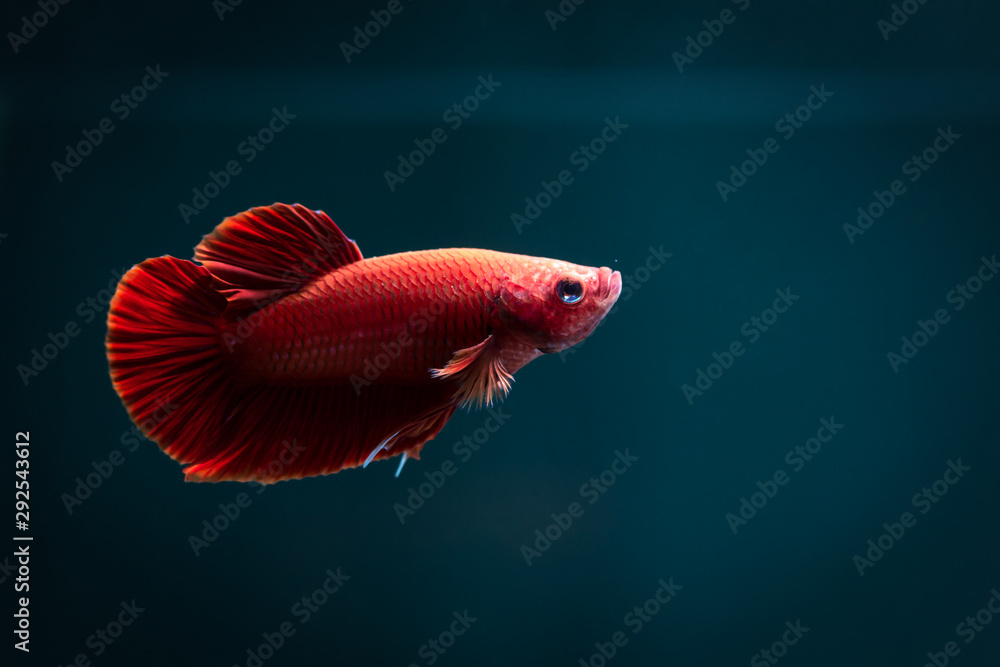 Betta red fish,siamese fighting fish,isolated on blue background. Betta red fish,siamese fighting fish,isolated on blue background.