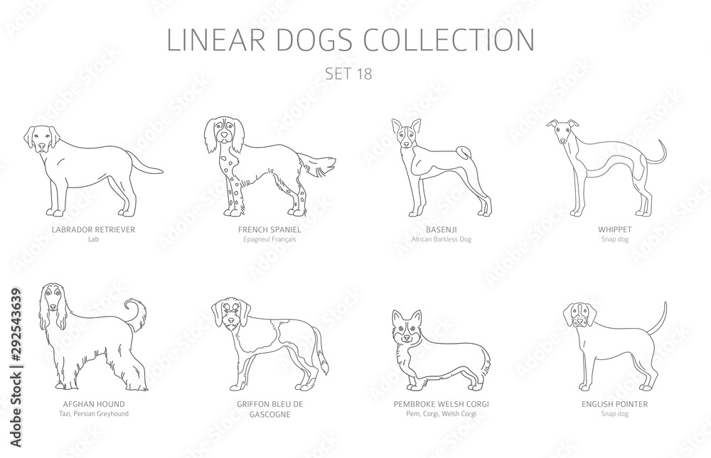 Simple line dogs collection isolated on white. Dog breeds. Flat style clipart set