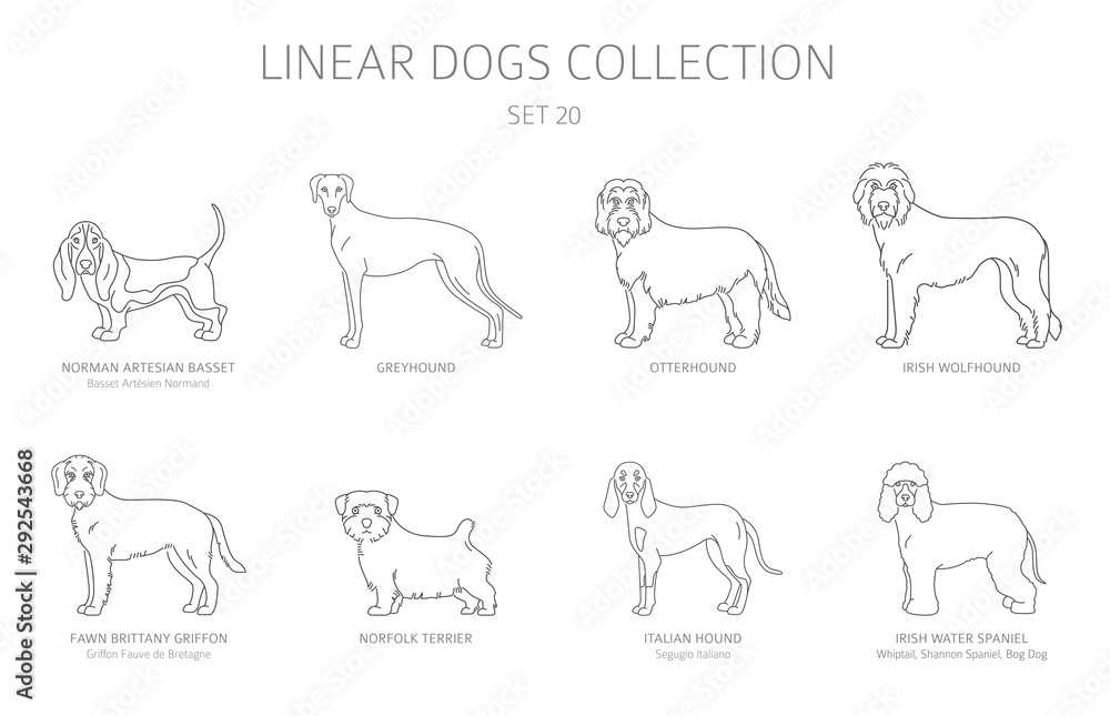 Simple line dogs collection isolated on white. Dog breeds. Flat style clipart set